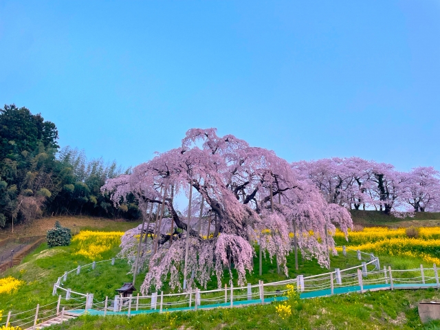 福島の滝桜